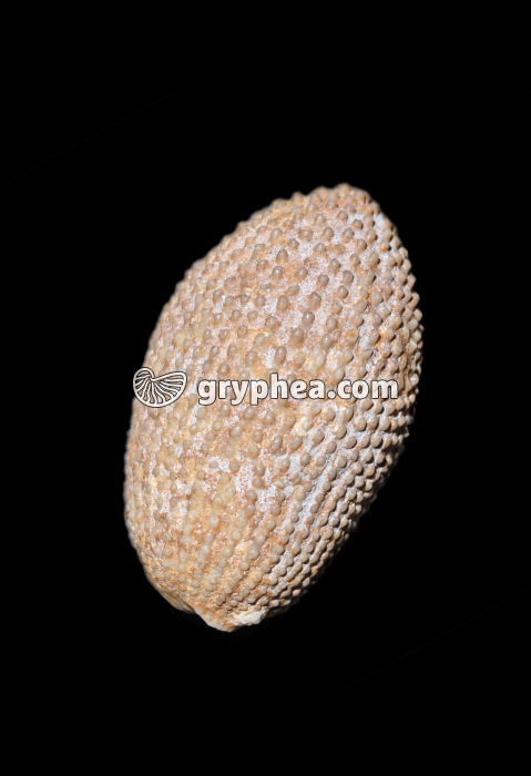 Radiole fossile d’oursin (ou « piquant d’oursin ») - gryphea.org